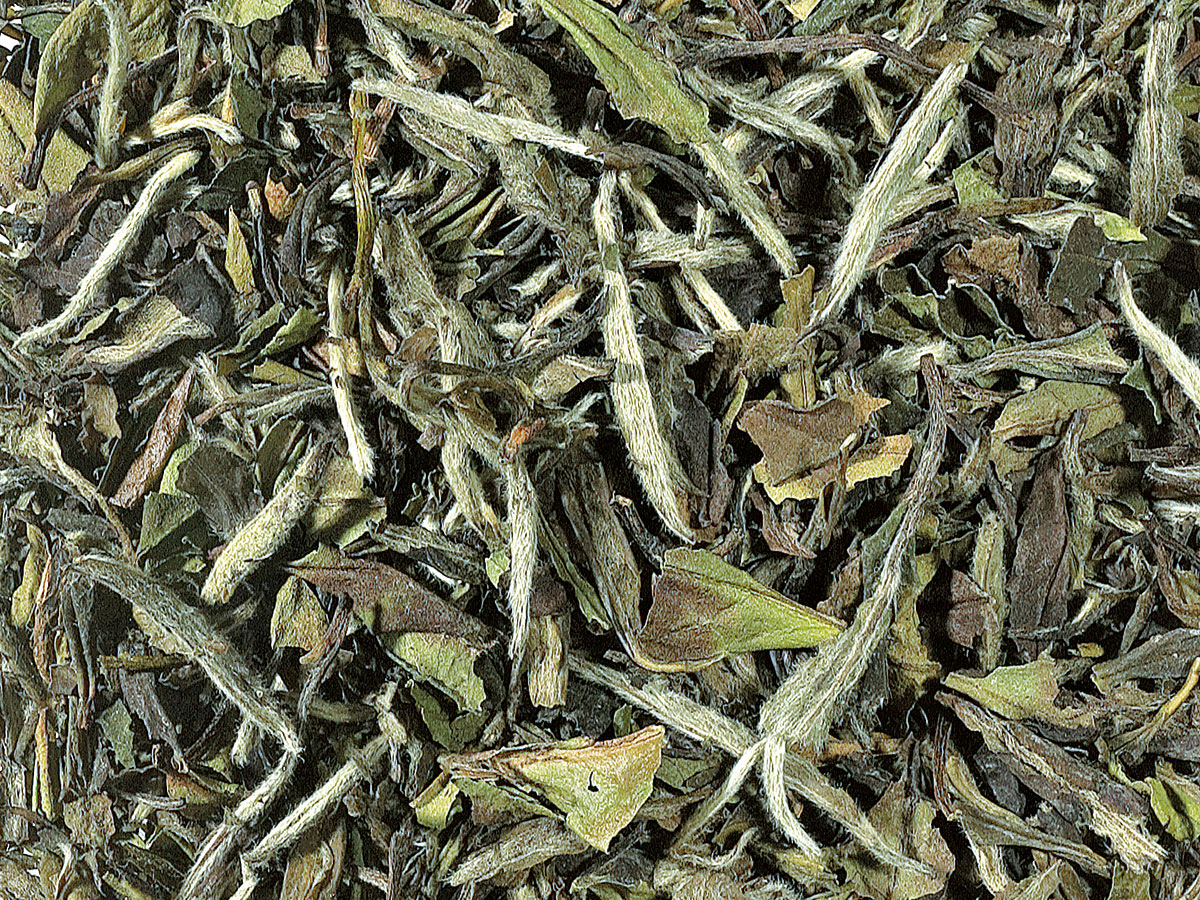 Tè bianco pai mu tan