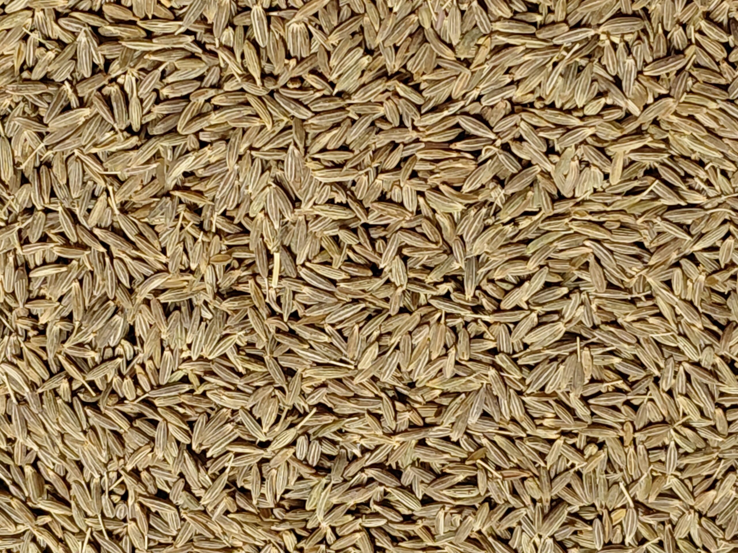 Spezia semi di cumino